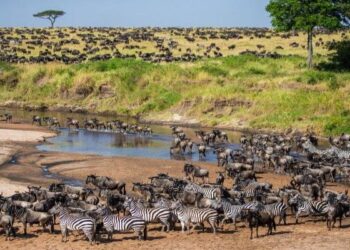 Khu bảo tồn Maasai Mara nổi tiếng tại châu Phi