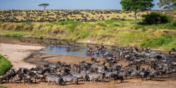 Khu bảo tồn Maasai Mara nổi tiếng tại châu Phi