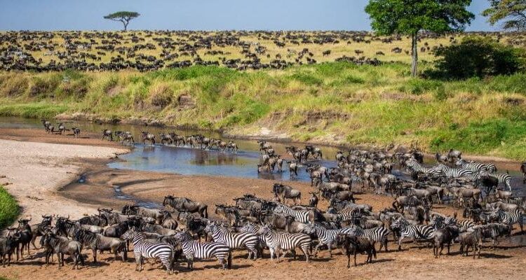 Khu bảo tồn Maasai Mara nổi tiếng tại châu Phi